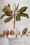 unknow artist Magnolia Altissima painting